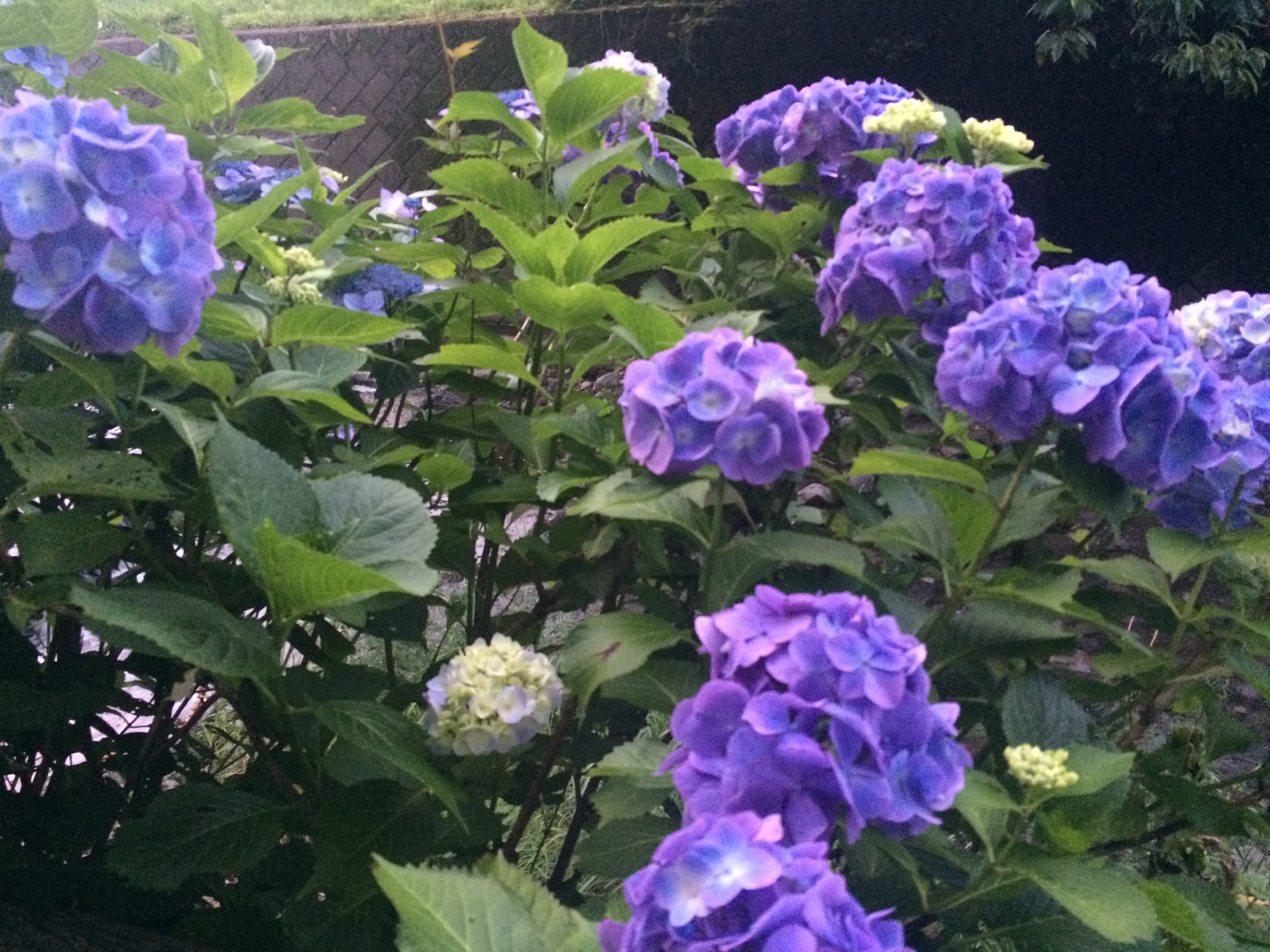 老年病研究所附属病院