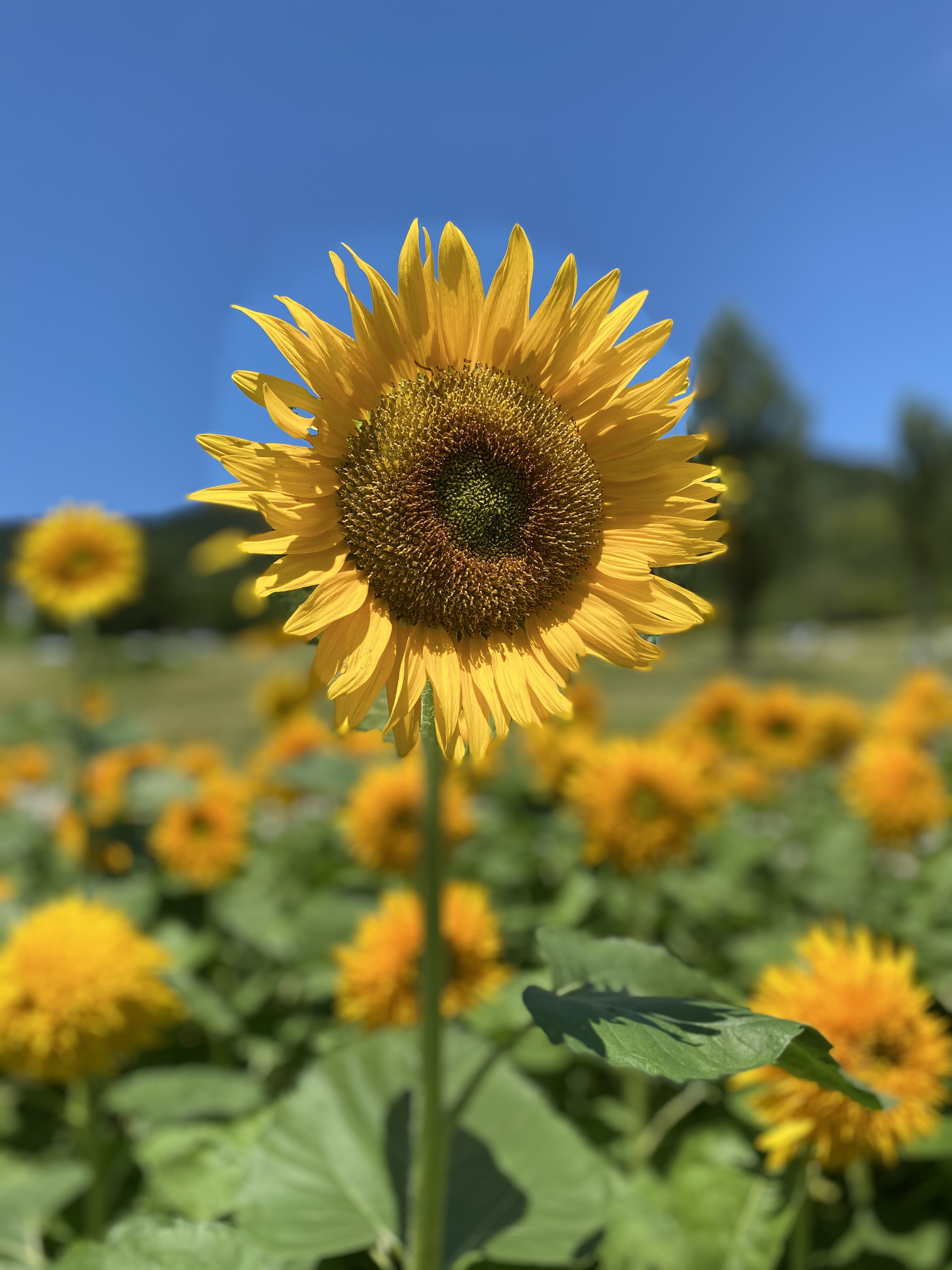 かわもと耳鼻咽喉科クリニック