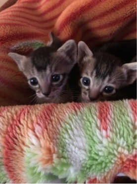 日本赤十字社医療センター